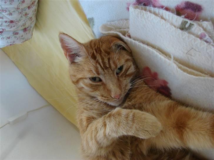 Huskat Charlie  billede 8