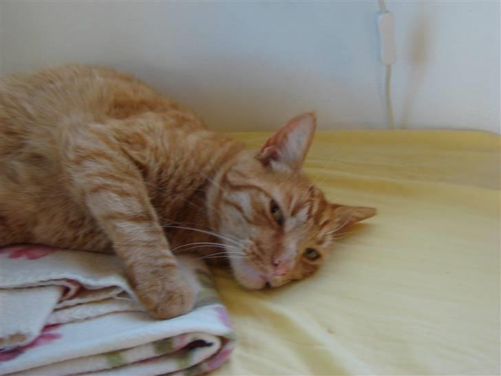 Huskat Charlie  billede 9