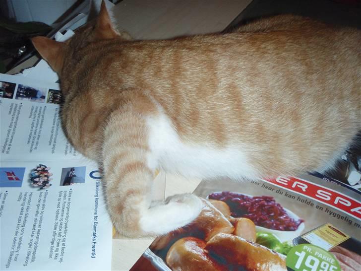 Huskat Peter, Hvil i fred :o(  billede 5