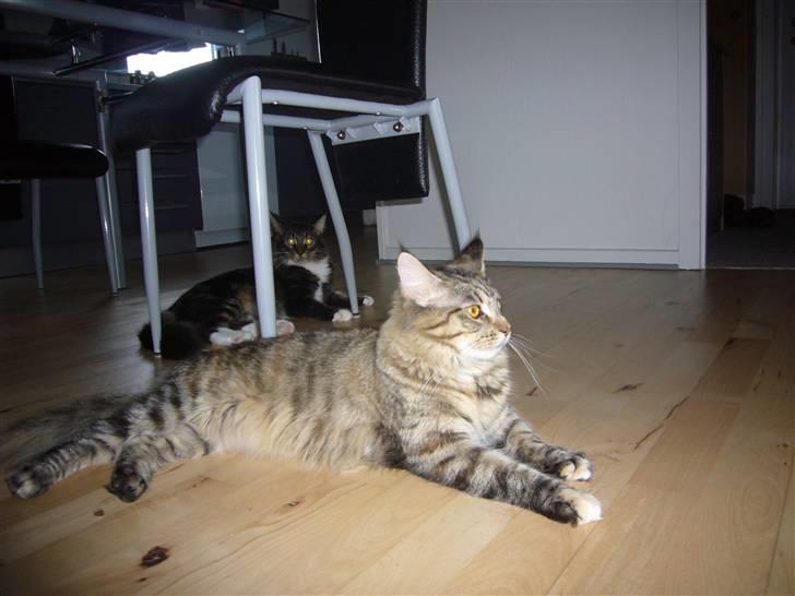 Maine Coon Malou billede 8