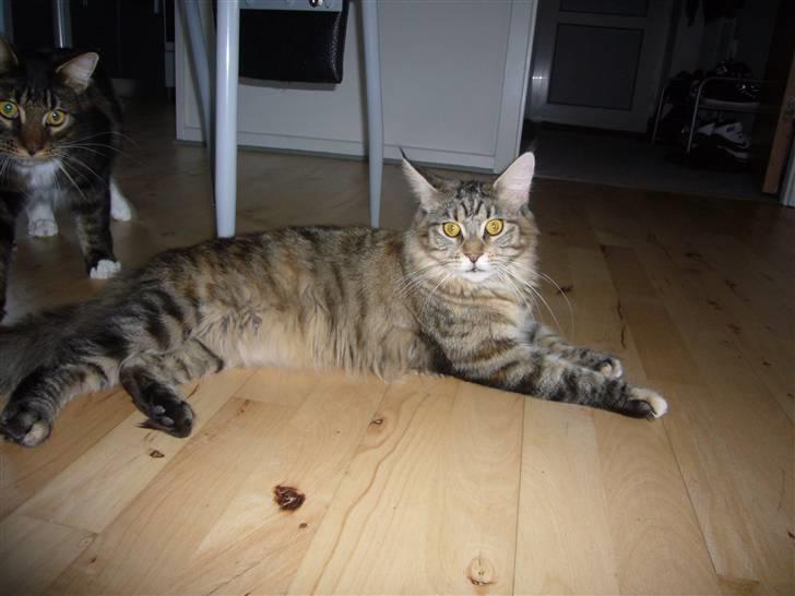 Maine Coon Kiki billede 9