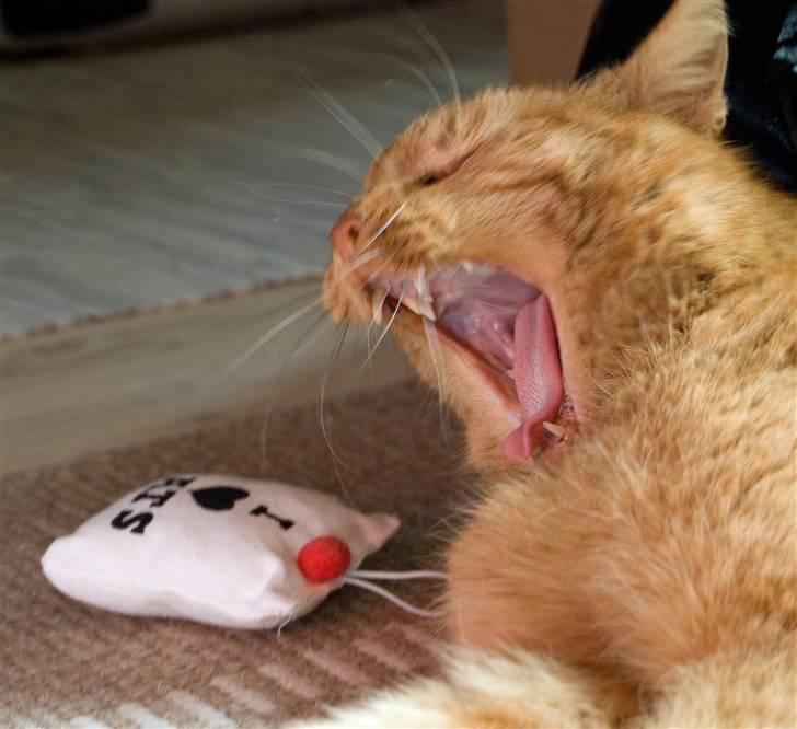 Huskat Filli <3 <3 - åh hvor er jeg træt billede 1