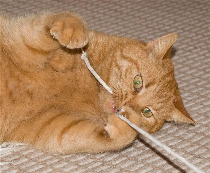 Huskat Filli <3 <3 - jeg har den! billede 2