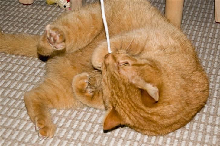 Huskat Filli <3 <3 - jubii jeg har den! billede 3