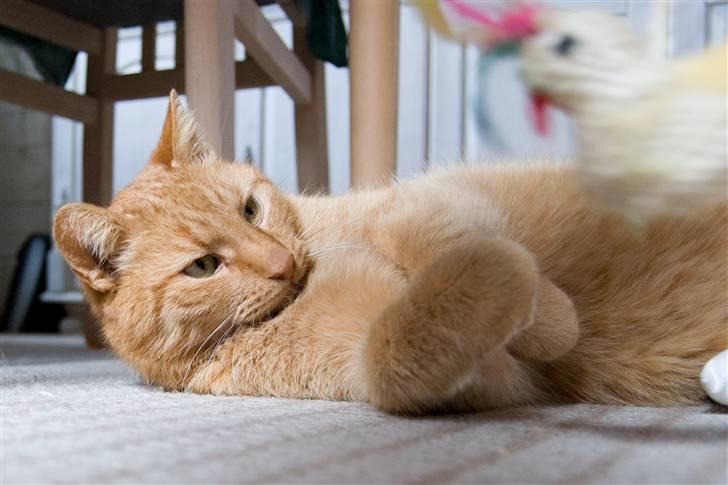 Huskat Filli <3 <3 - hvad laver den der billede 5