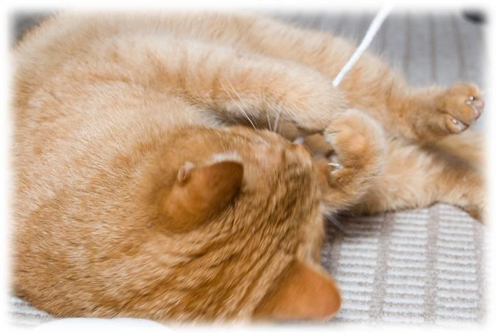 Huskat Filli <3 <3 - jubi nu har jeg den igen jeg elsker at lede med snore billede 7