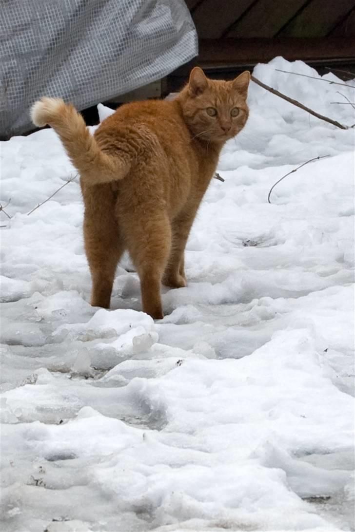 Huskat Filli <3 <3 - hov hvad er det for noget billede 9