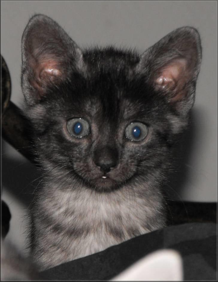 Egyptian Mau DK*Amenhoteps Nefertari billede 1