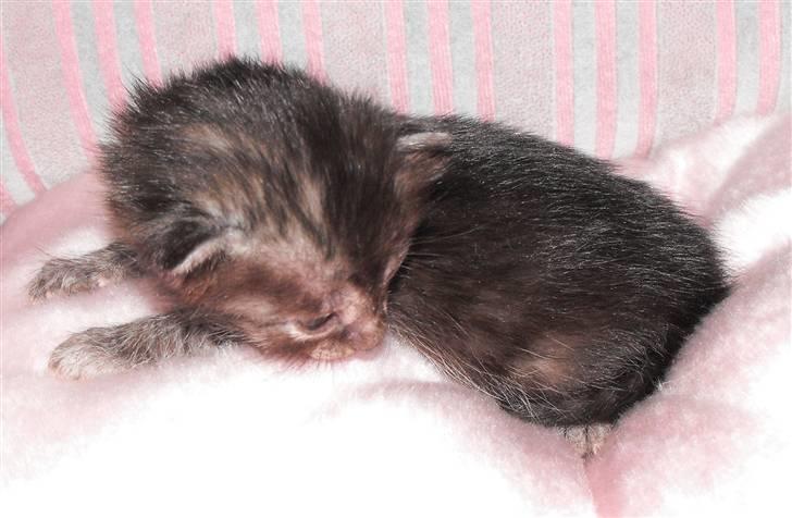 Egyptian Mau DK*Amenhoteps Nefertari billede 2