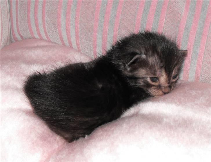 Egyptian Mau DK*Amenhoteps Nefertari billede 3