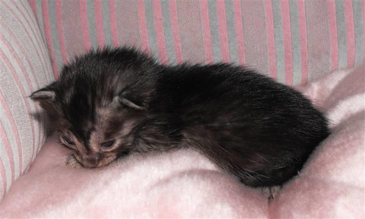 Egyptian Mau DK*Amenhoteps Nefertari billede 4