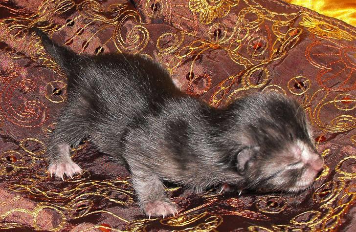 Egyptian Mau DK*Amenhoteps Nefertari billede 5