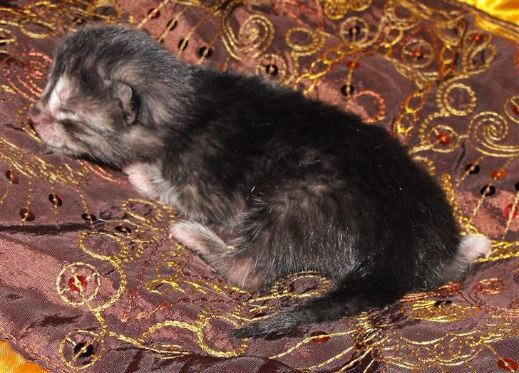 Egyptian Mau DK*Amenhoteps Nefertari billede 6