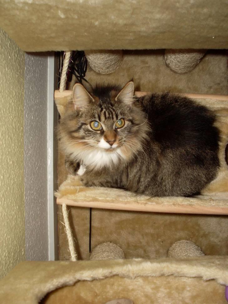 Norsk Skovkat Jackie - Så er vi lige hoppet op i gyngen .. :D Taget d. 21-11-09 billede 11