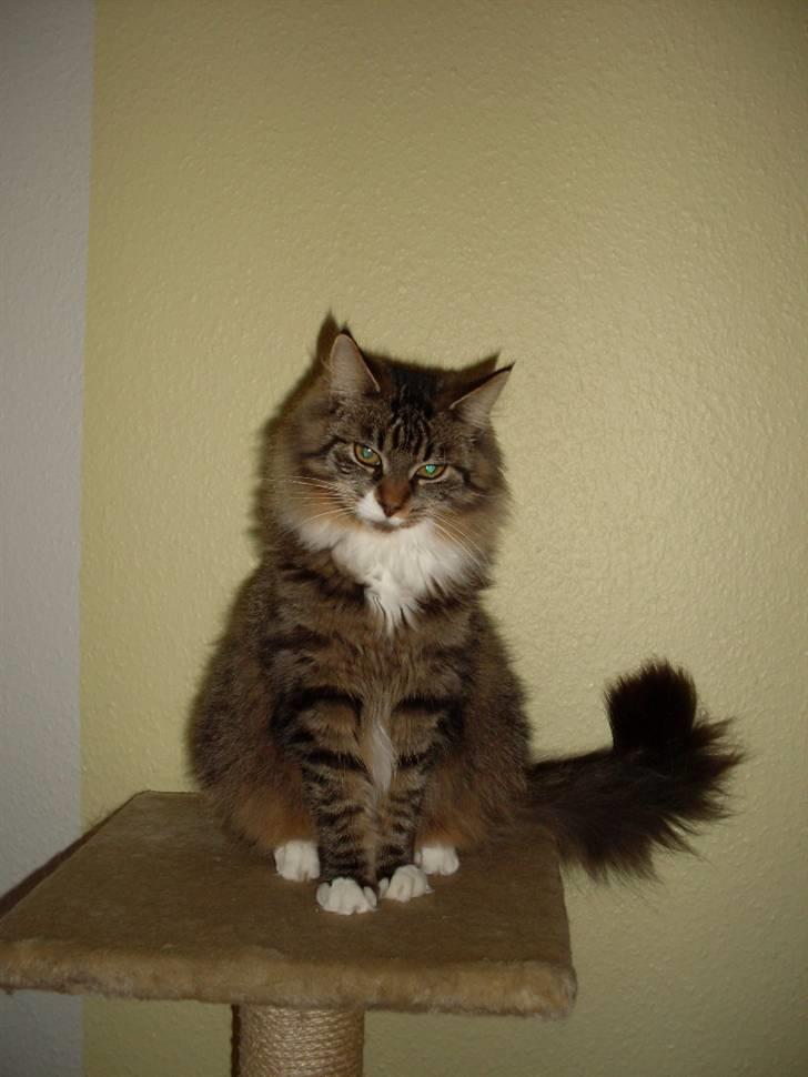 Norsk Skovkat Jackie - Jeg er bare flot.. :P Taget d. 21-11-09 billede 12