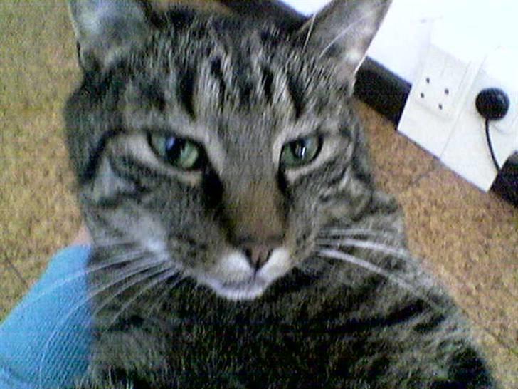 Huskat Tiger billede 1