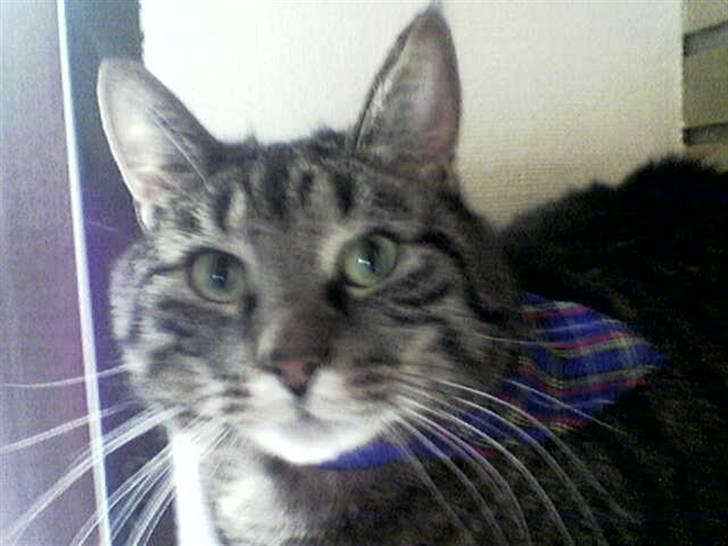 Huskat Tiger billede 2