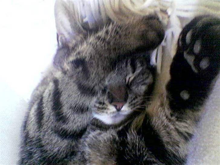 Huskat Tiger billede 3