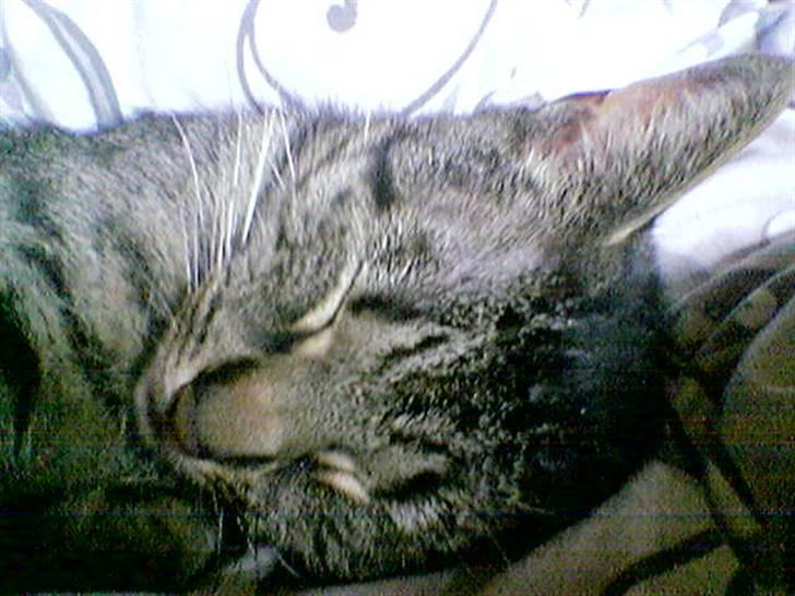 Huskat Tiger billede 4