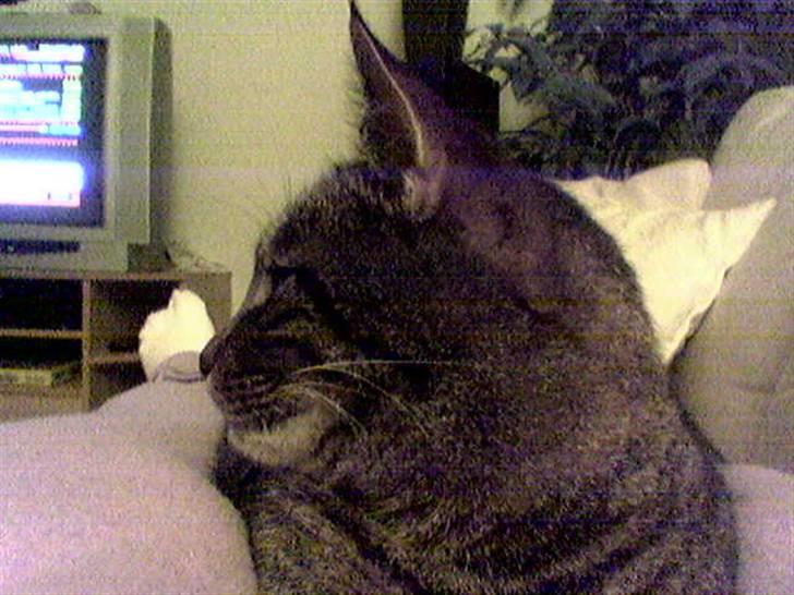 Huskat Tiger billede 5