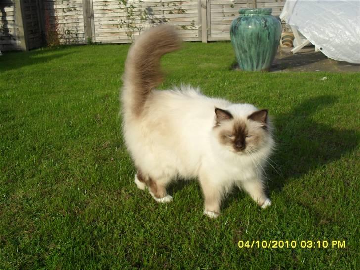 Hellig Birma Simba billede 1