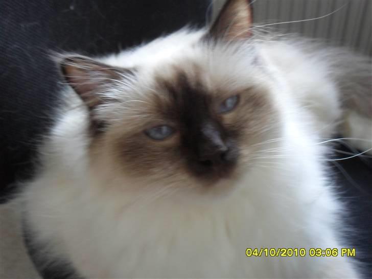 Hellig Birma Simba billede 2