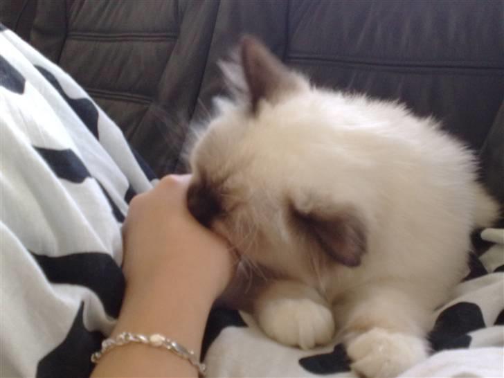 Hellig Birma Simba billede 3