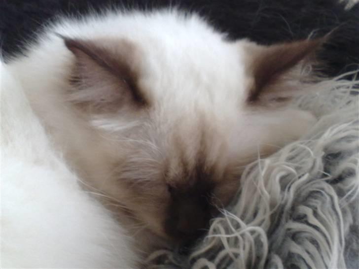 Hellig Birma Simba billede 4