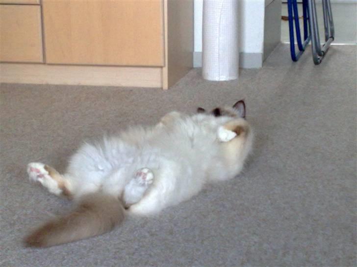 Hellig Birma Simba billede 5