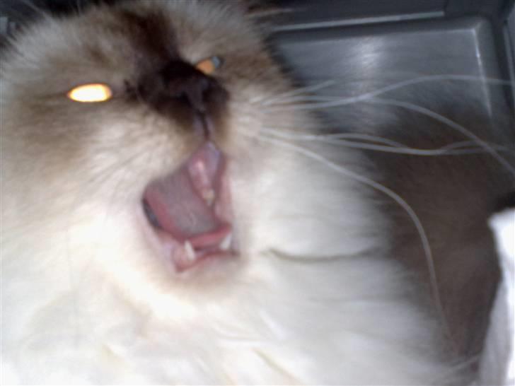 Hellig Birma Simba billede 6