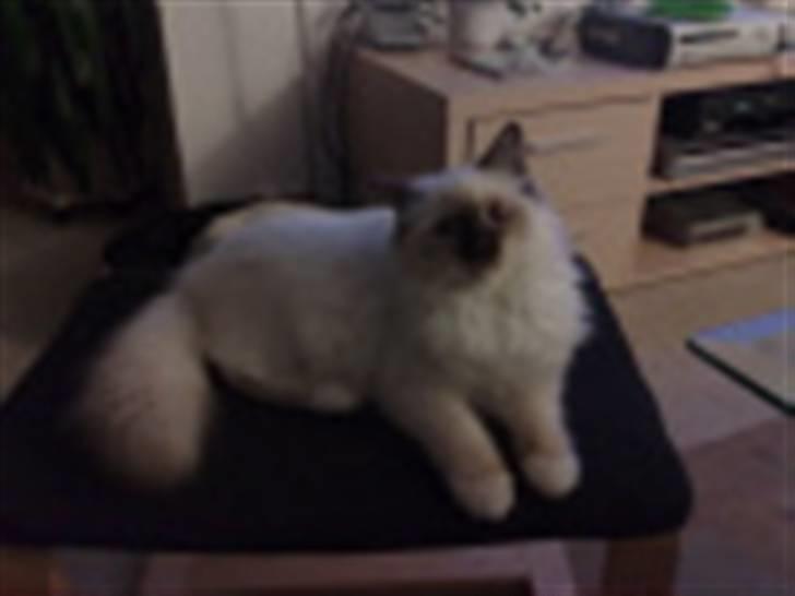 Hellig Birma Simba billede 7