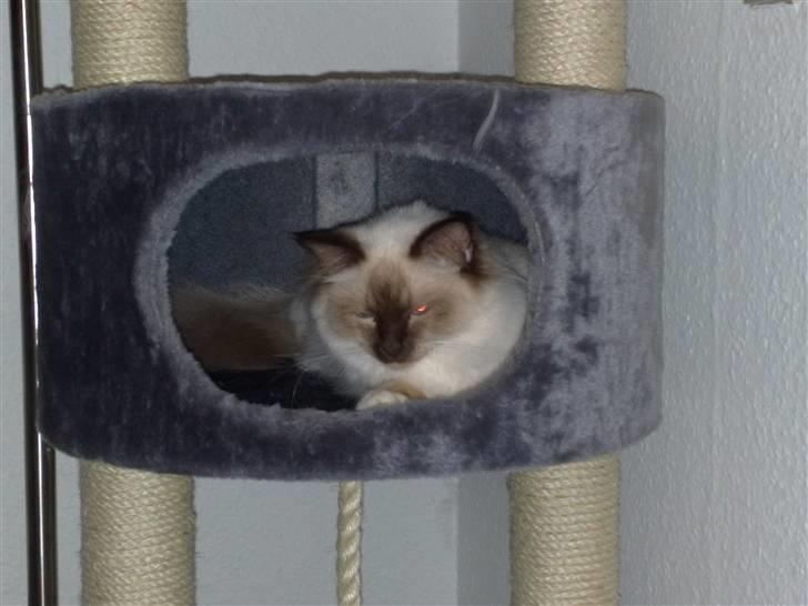 Hellig Birma Simba billede 8