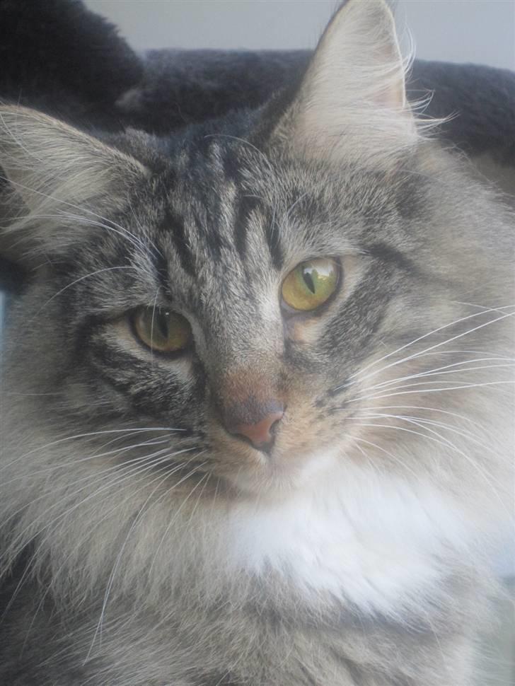 Norsk Skovkat Mille - MIiig:) billede 1