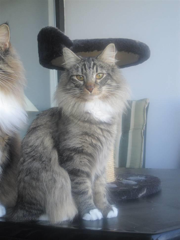 Norsk Skovkat Mille - Her sidder jeg på altanen og holder øje med fuglene på der flyver forbi. Men når dem aldrig eftersom mine ejere har sat net op så min bror og jeg ikke kan hoppe ud. billede 2