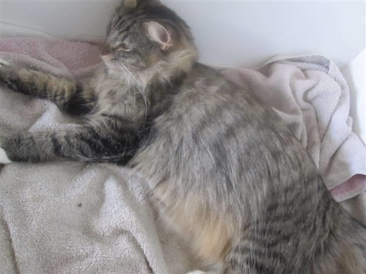 Norsk Skovkat Mille - Dette er min fødekasse som jeg ligger meget i for tiden. billede 3