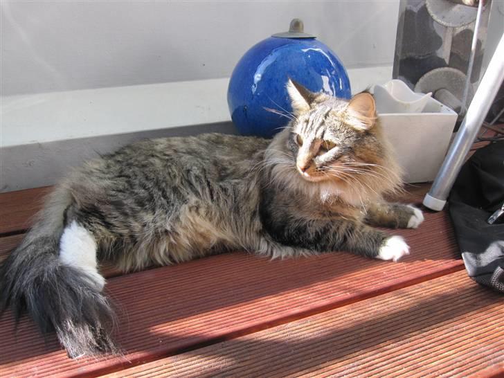 Norsk Skovkat Mille - Elsker at ligge ude på altanen og slikke sol.. mmm billede 4