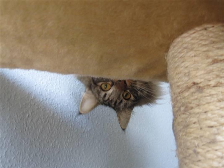 Norsk Skovkat Mille - Her leger min ejer og jeg gemmeleg billede 5