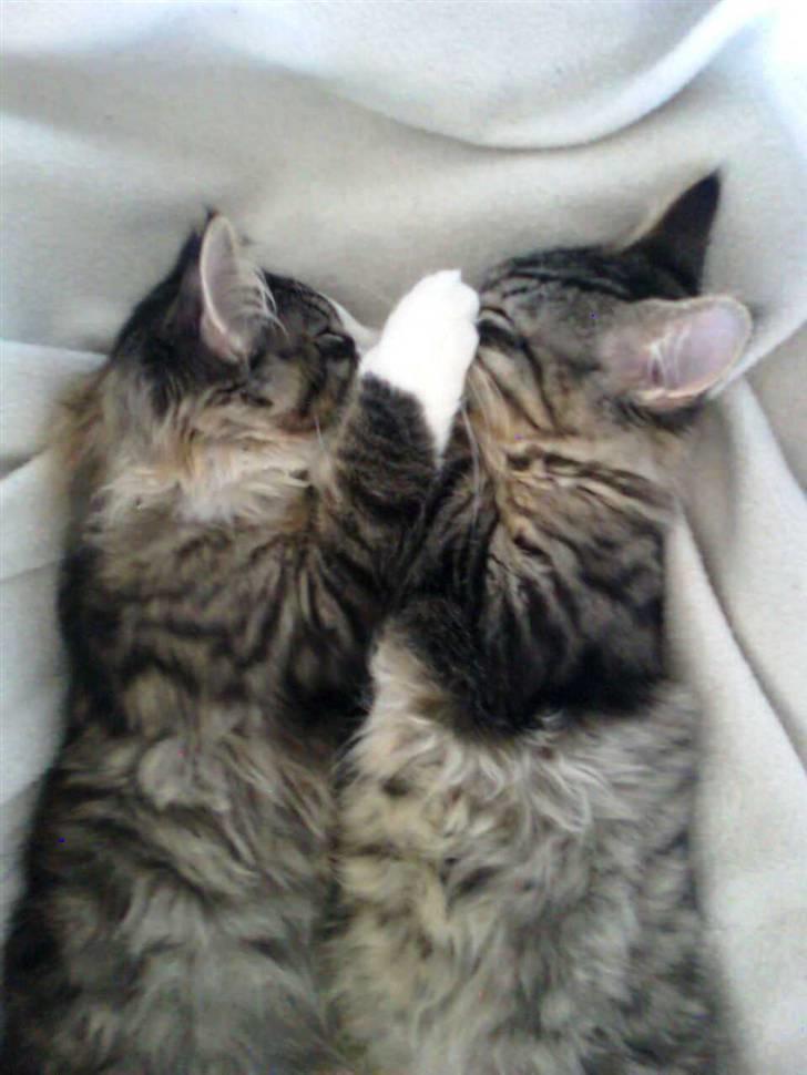 Norsk Skovkat Mille - Her ligger mig og laban og sover sammen.. der var vi kun et halvt år ca.  billede 6