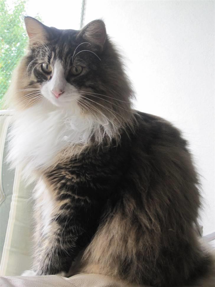 Norsk Skovkat Laban - Er jeg ikke flot:) billede 1