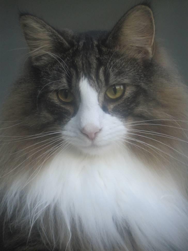 Norsk Skovkat Laban billede 2