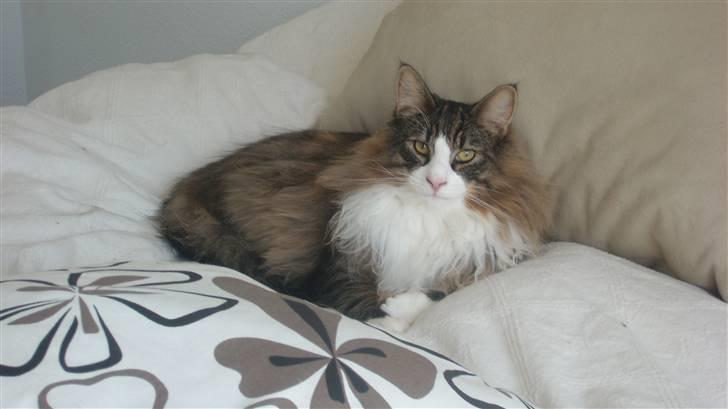 Norsk Skovkat Laban - Her ligger jeg i mine ejeres seng, selvom jeg ikke må. Den dufter bare så dejligt at dem. billede 3