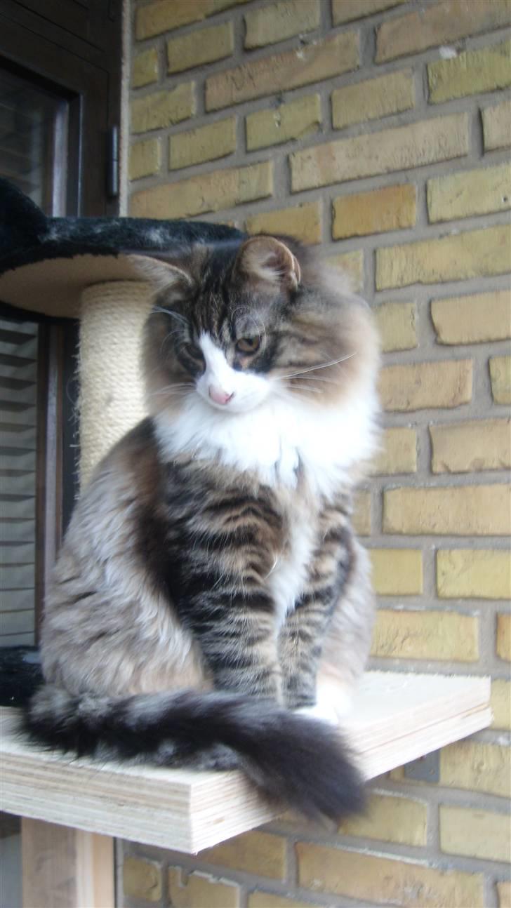 Norsk Skovkat Laban - uhh.. hvor jeg dog poserer til kameraet.. billede 4