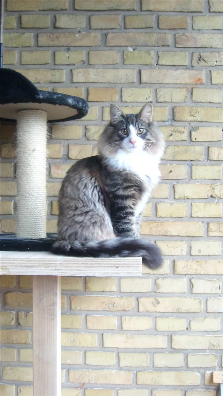 Norsk Skovkat Laban - er der mad? er det dét du siger mor?så kommer jeg.... billede 5