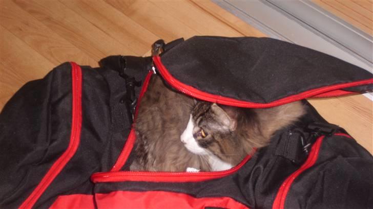 Norsk Skovkat Laban - titte bøhh... billede 6