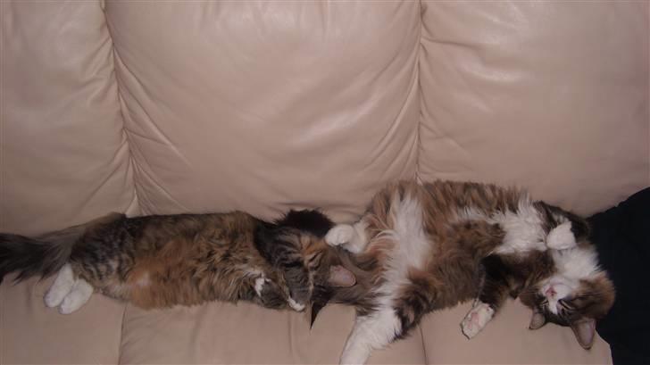 Norsk Skovkat Laban - Der har min søster og jeg overtaget sofaen.. uhh.. hvor vi slænger os.. billede 7