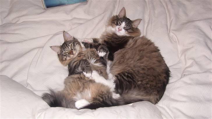 Norsk Skovkat Laban - Og her ligger vi igen.. hehe billede 8