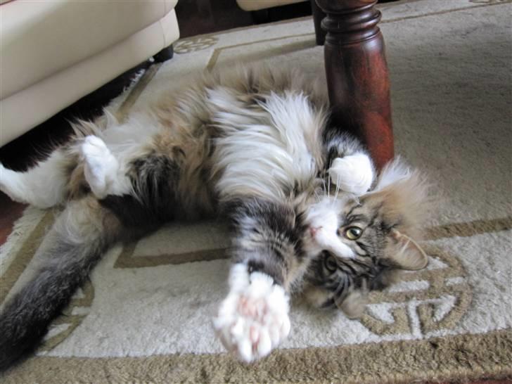 Norsk Skovkat Laban - uhh... kom og nus mig.. please.. billede 9