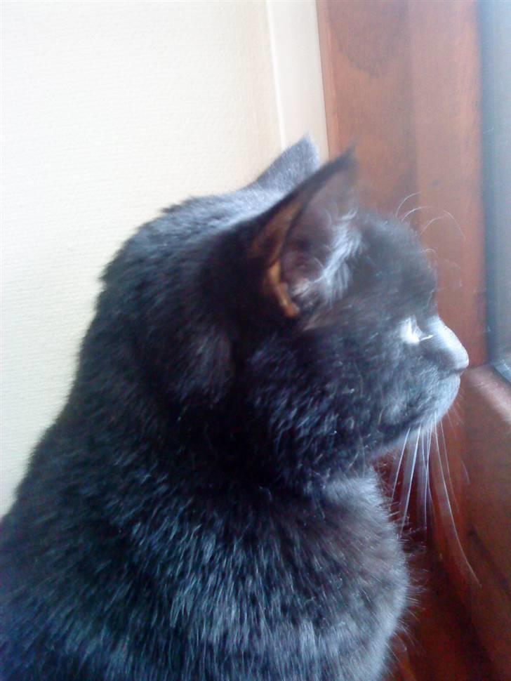 Huskat Tarzan billede 1