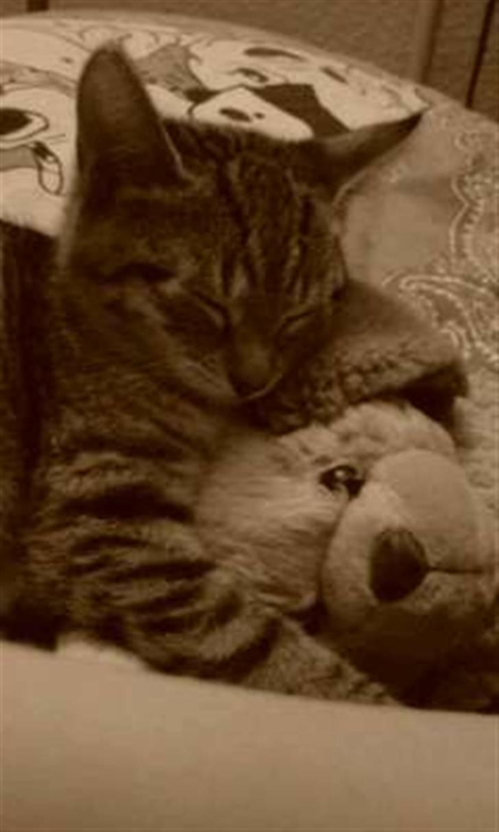 Huskat Putte billede 1