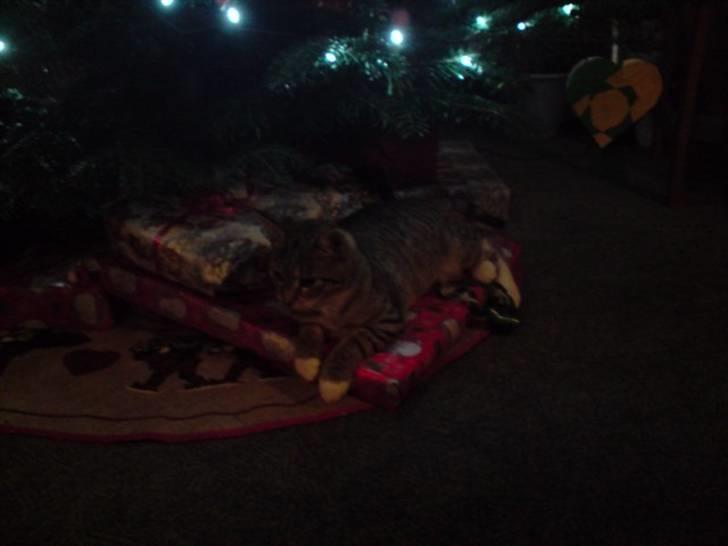 Huskat Putte billede 2